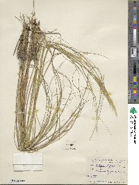 Hesperostipa spartea image