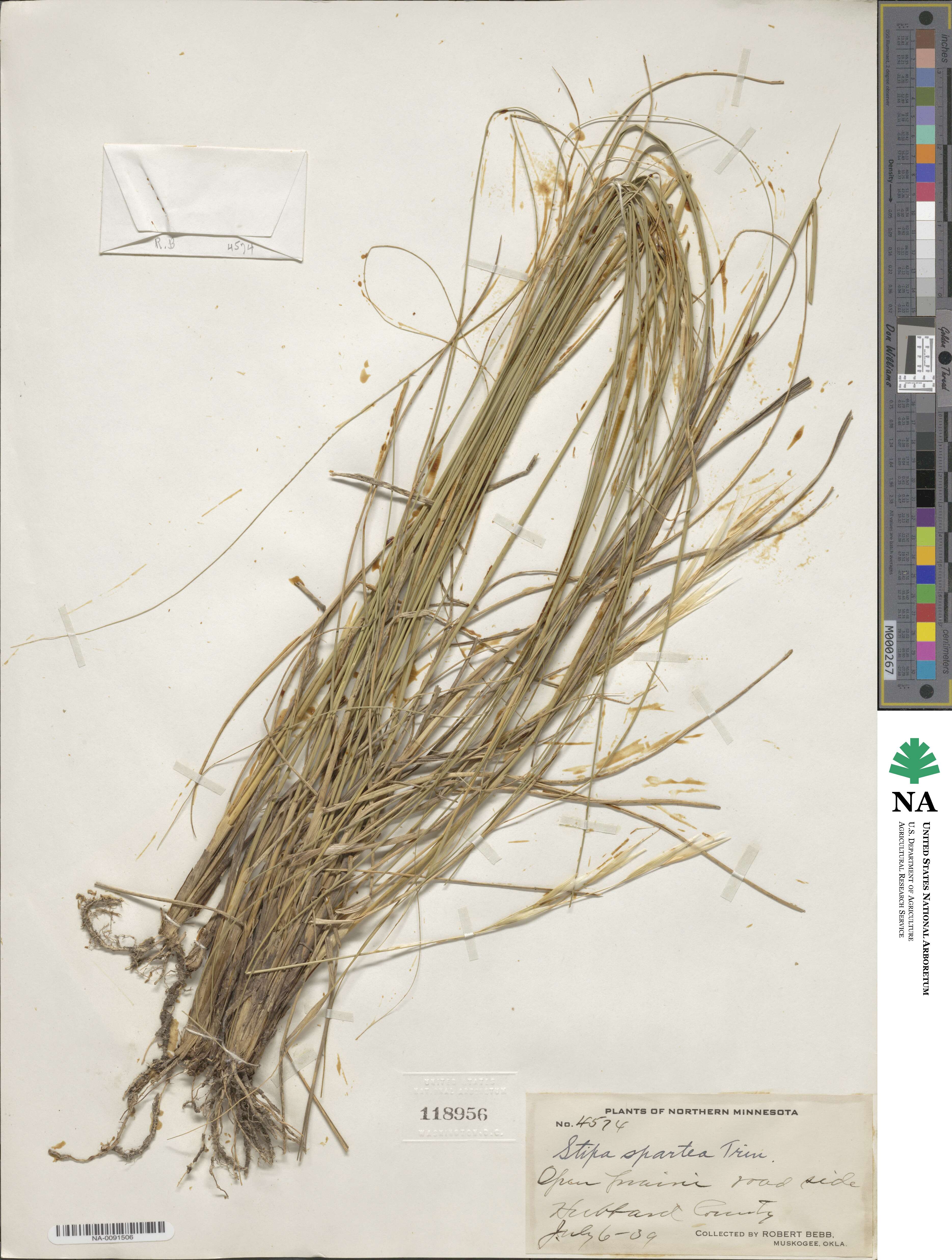 Hesperostipa image