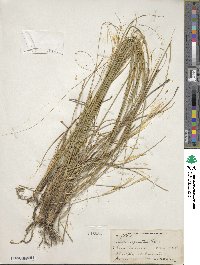 Hesperostipa spartea image