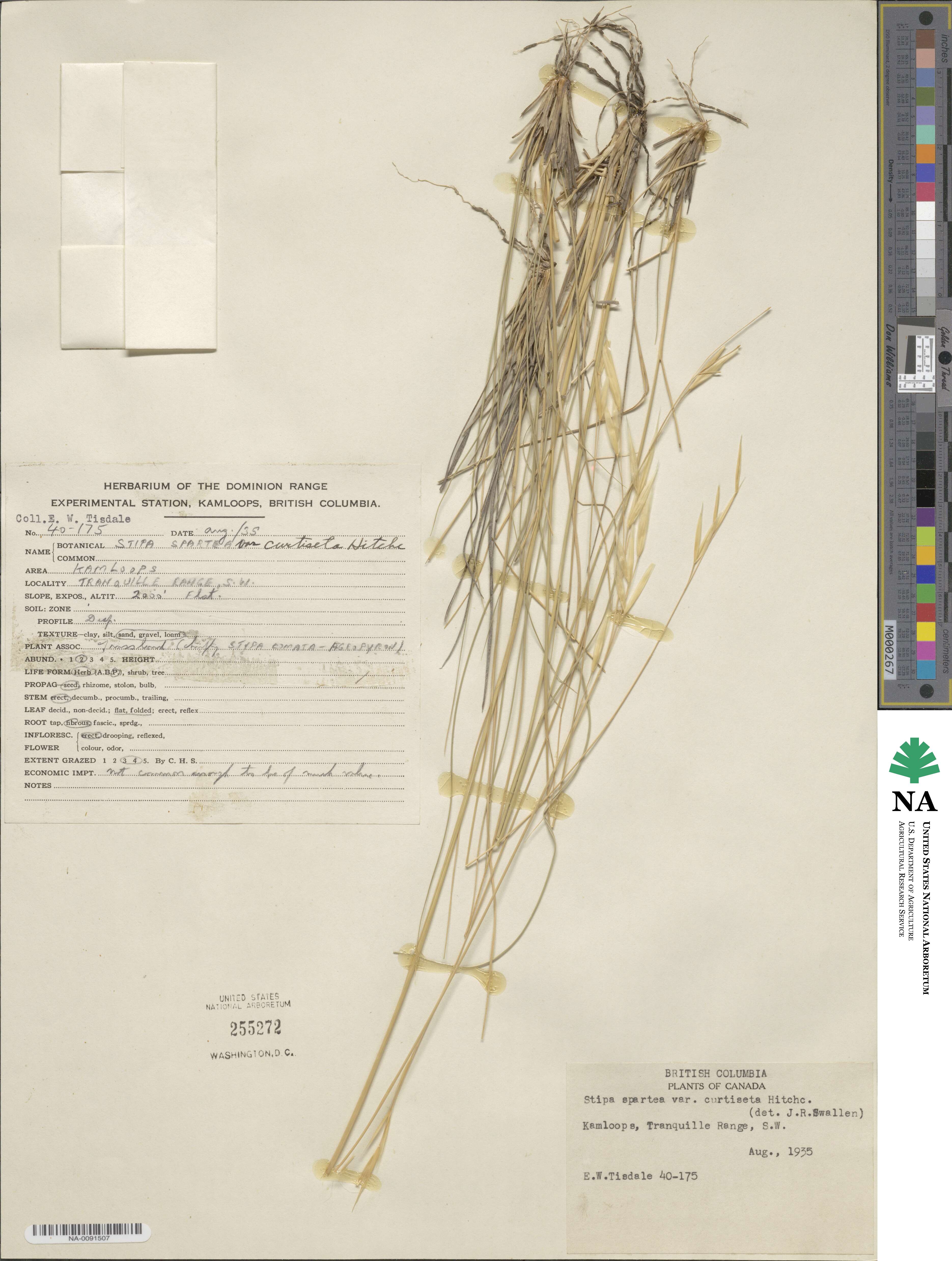 Hesperostipa curtiseta image