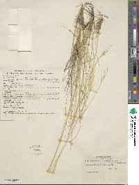 Hesperostipa curtiseta image