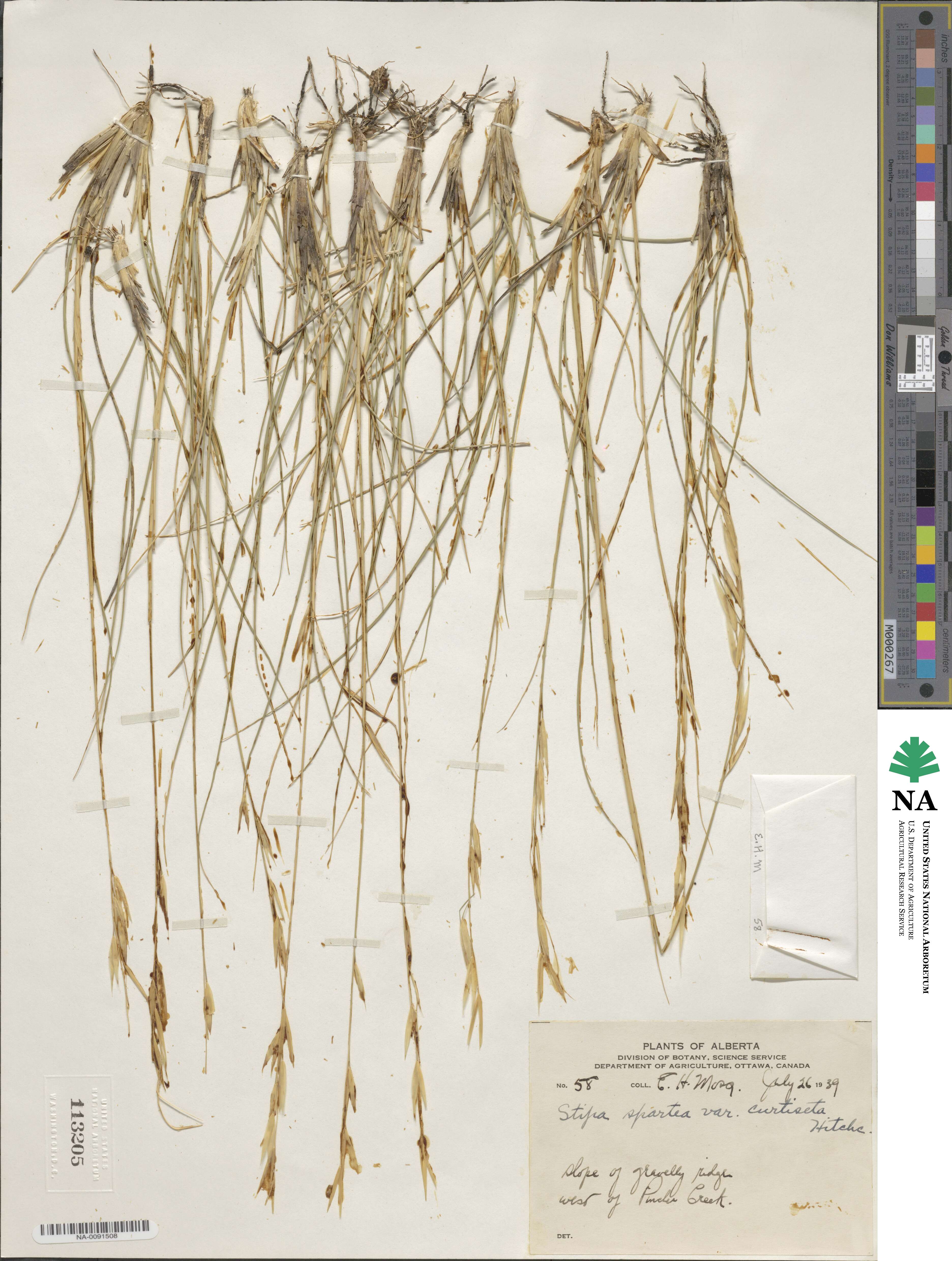 Hesperostipa curtiseta image