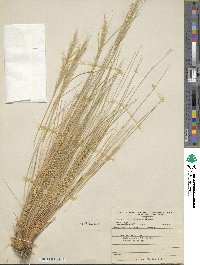 Pappostipa speciosa image