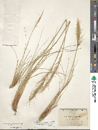 Pappostipa speciosa image