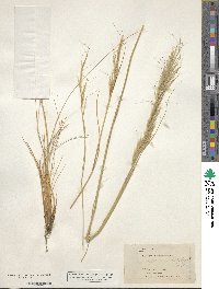 Pappostipa speciosa image