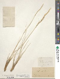 Pappostipa speciosa image