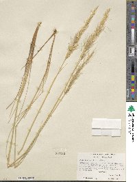 Pappostipa speciosa image