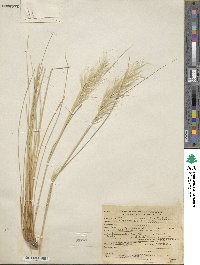 Pappostipa speciosa image