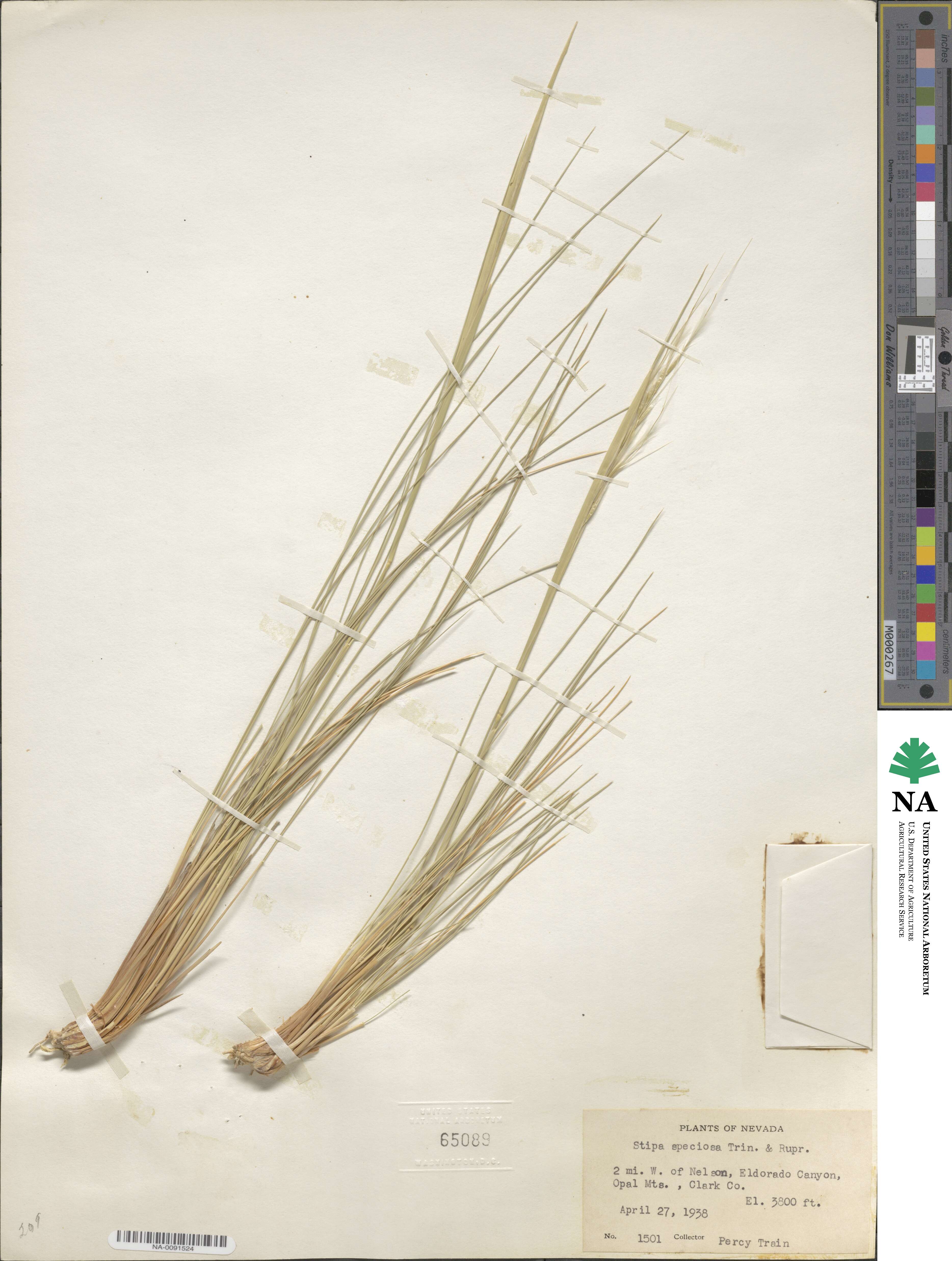 Pappostipa speciosa image