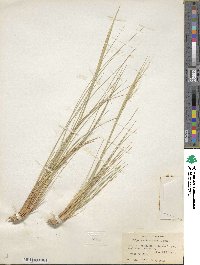 Pappostipa speciosa image