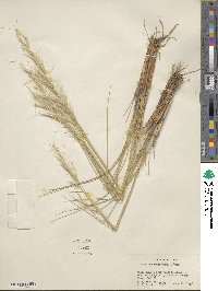 Pappostipa speciosa image