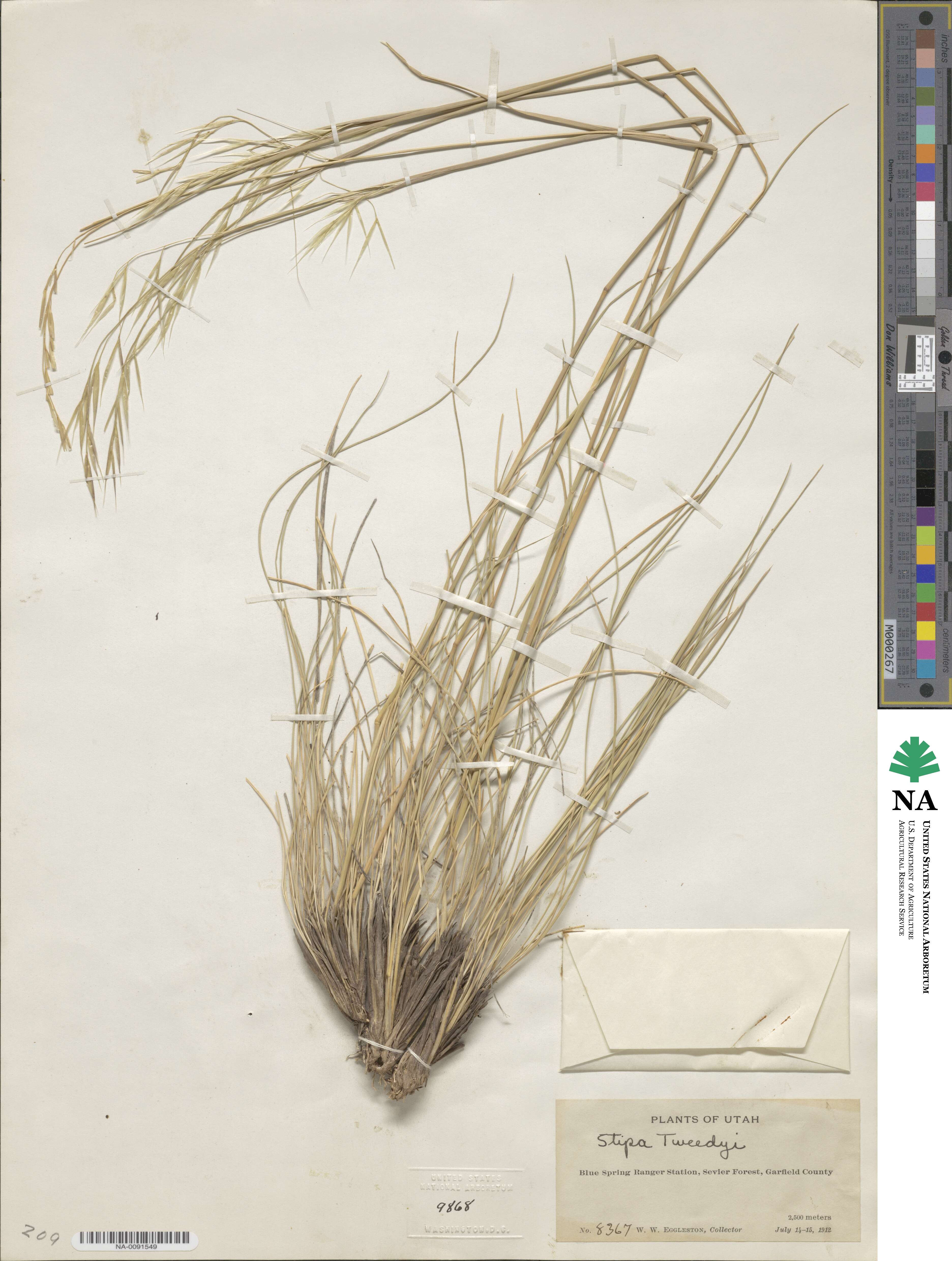 Hesperostipa comata subsp. intermedia image