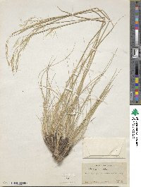 Hesperostipa comata image