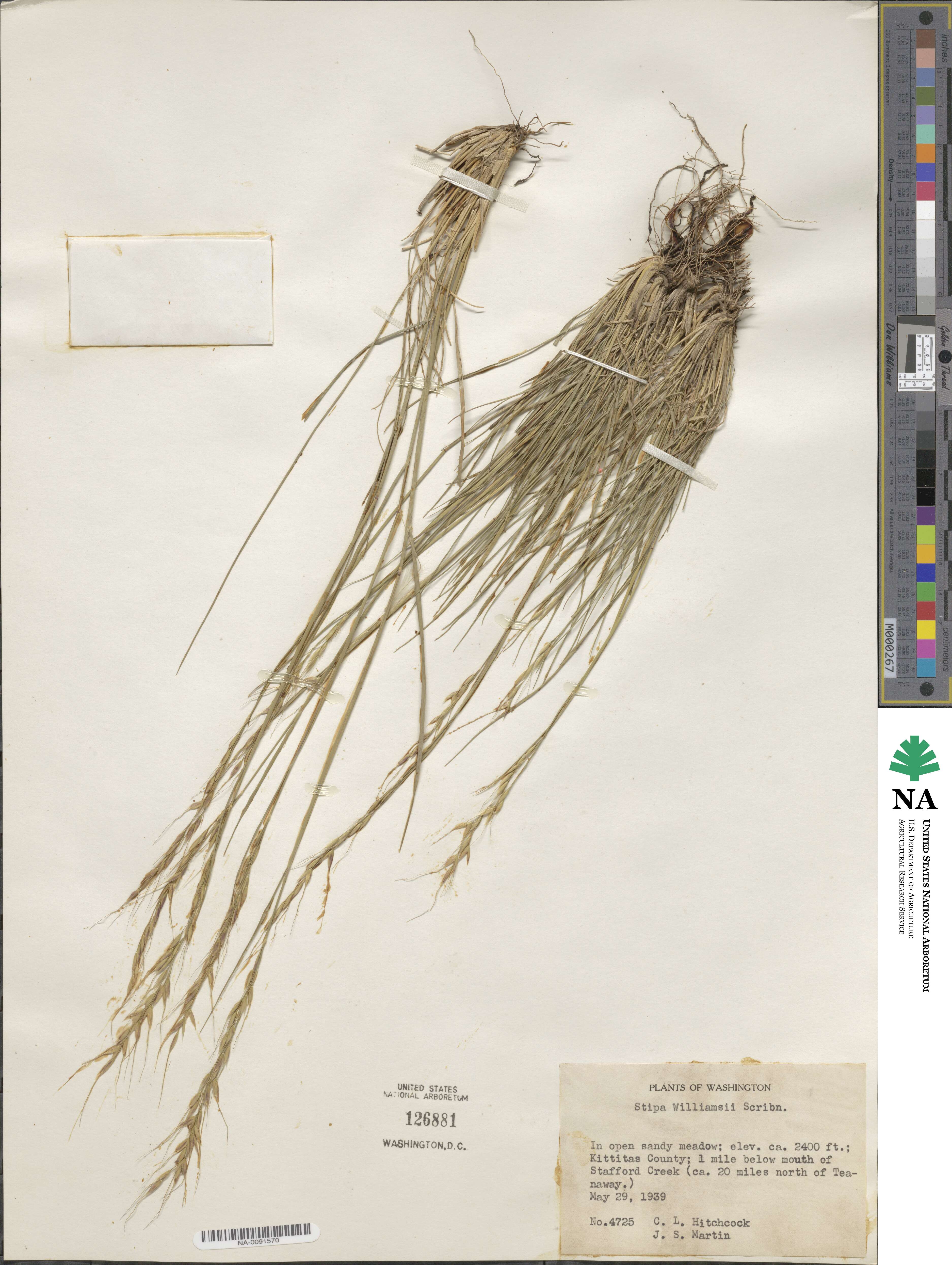 Eriocoma nelsonii image