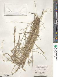 Image of Thorneochloa diegoensis