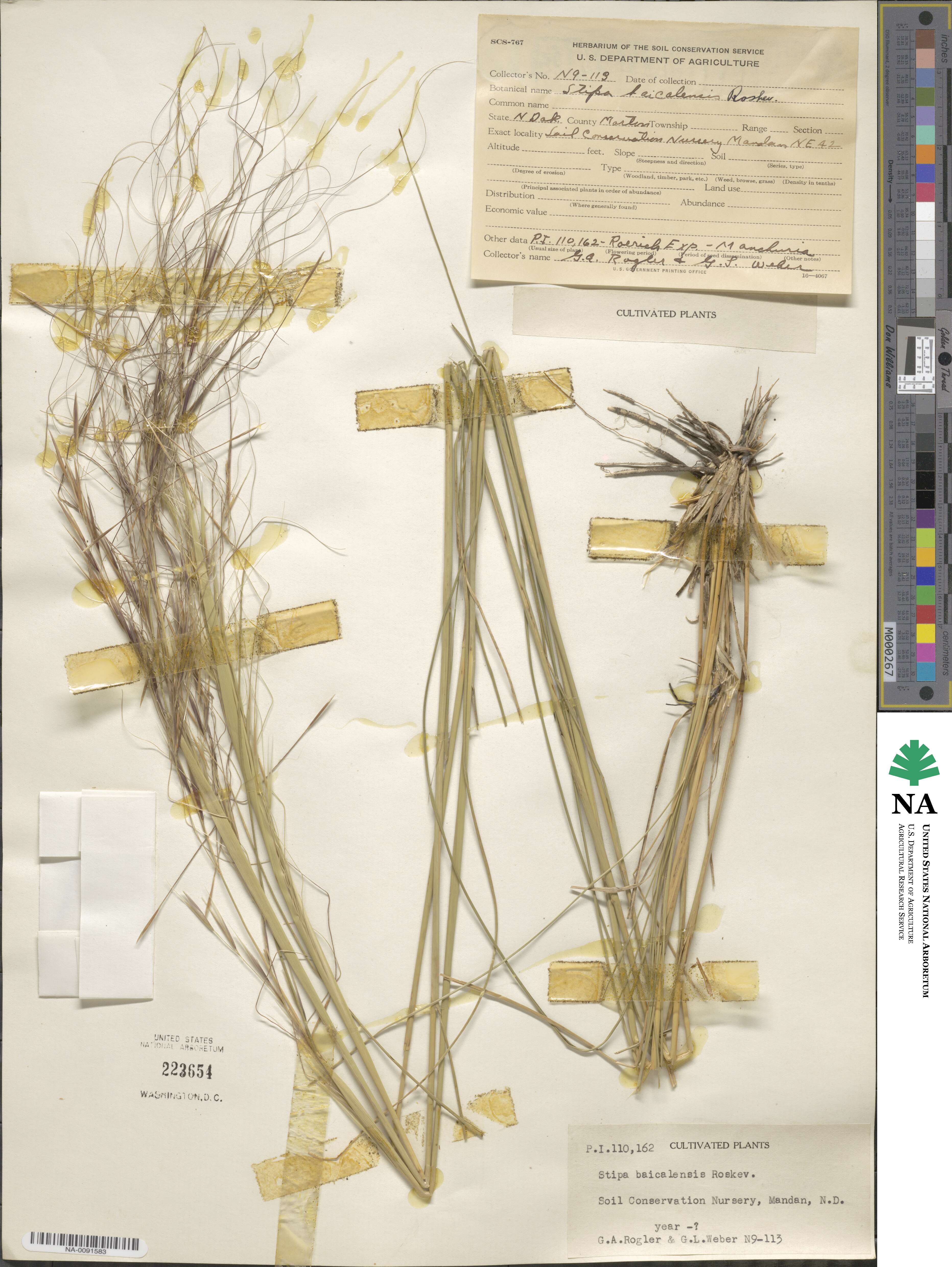 Stipa baicalensis image