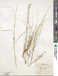 Stipa barbata image