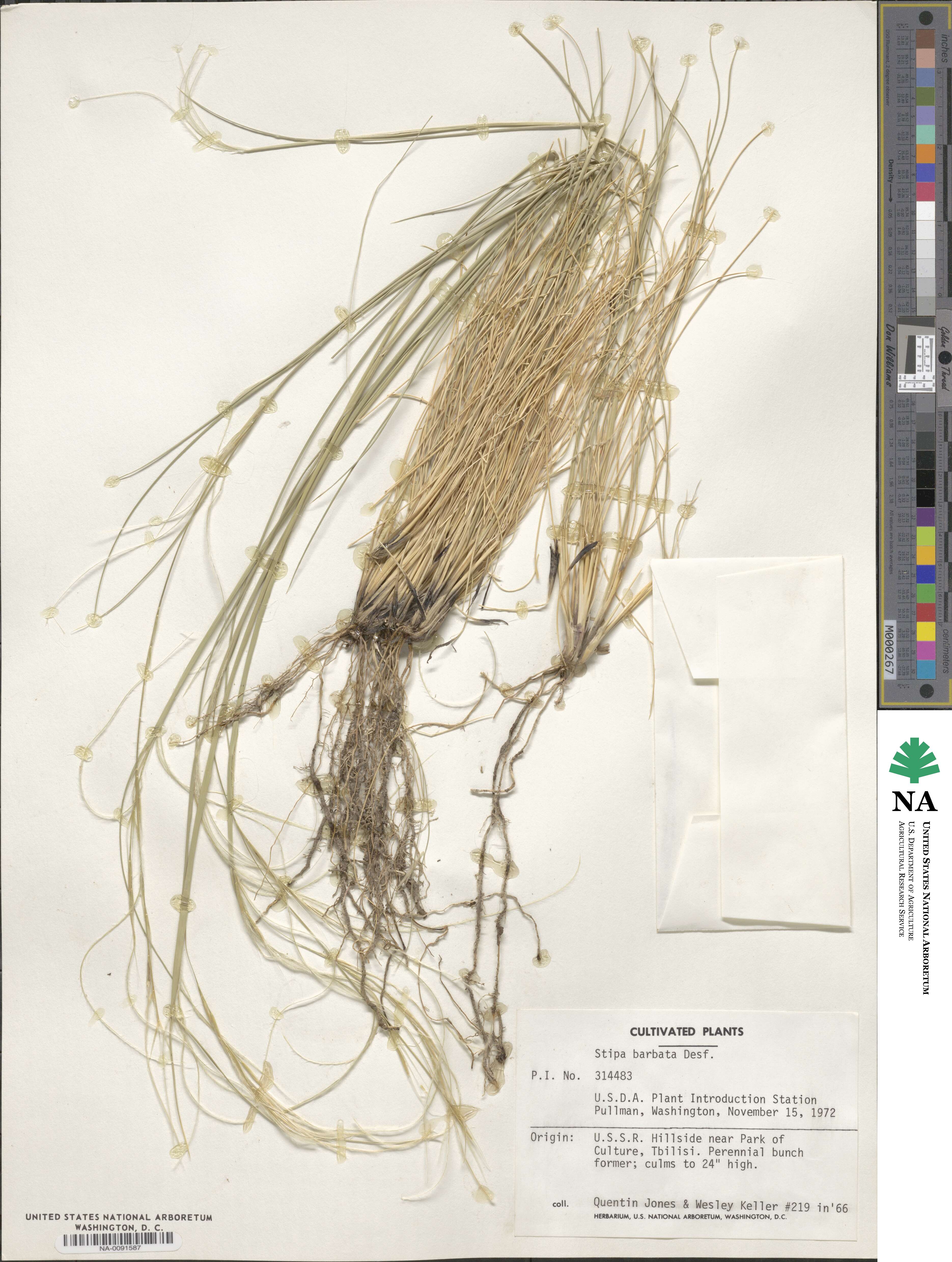 Stipa barbata image