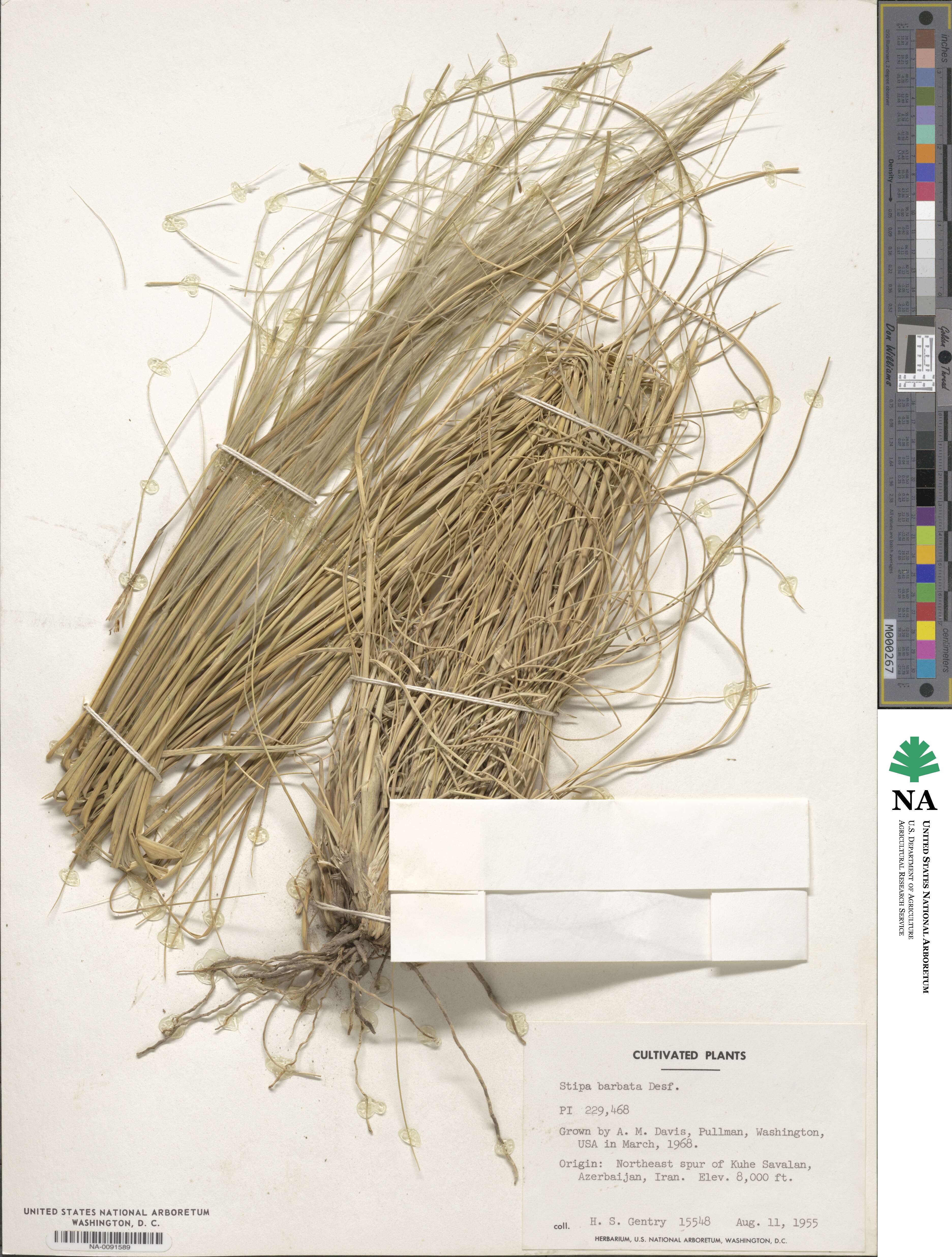 Stipa barbata image