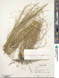 Stipa barbata image