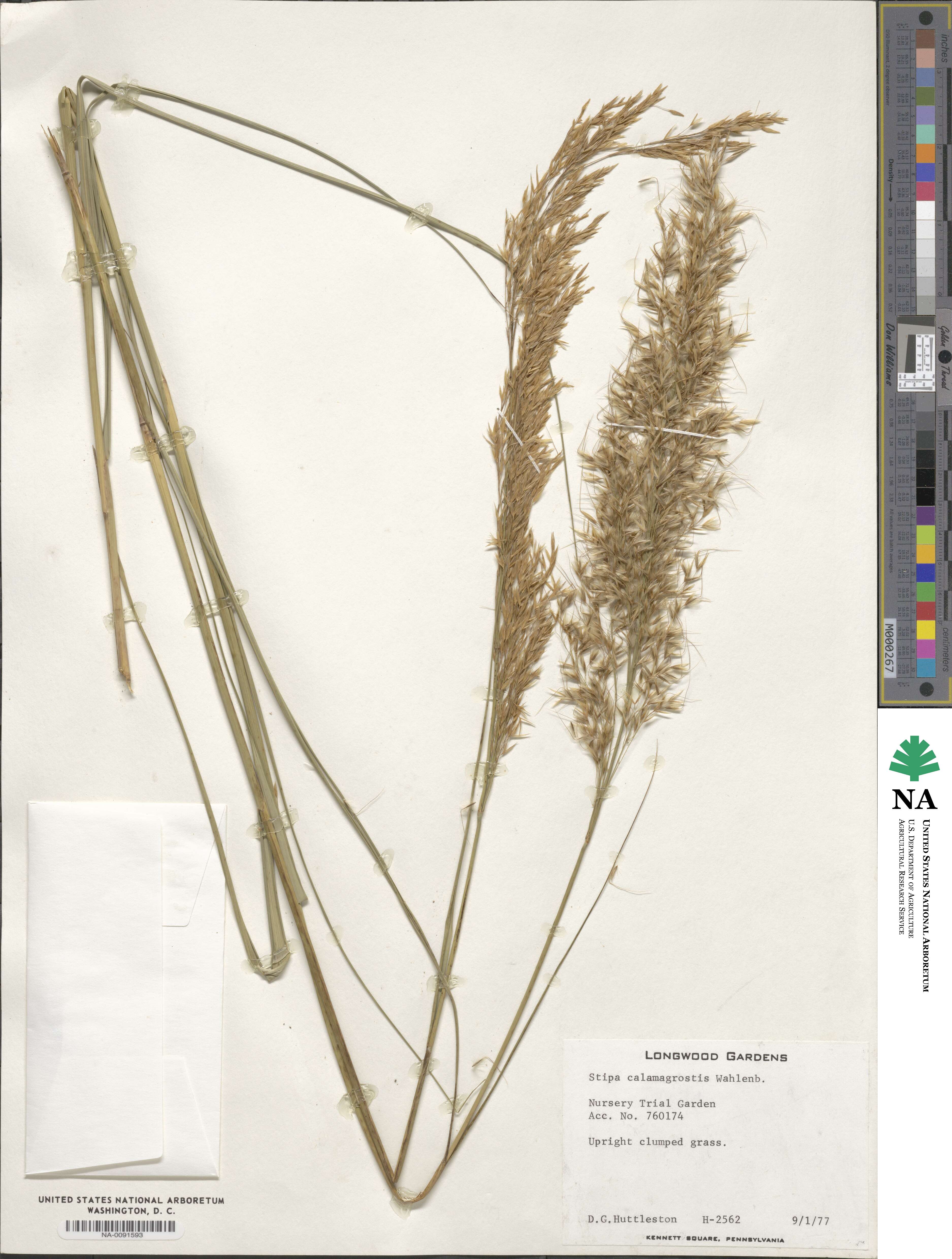 Achnatherum calamagrostis image