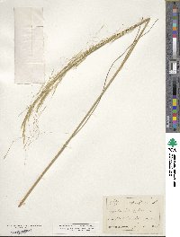 Stipa capillata image