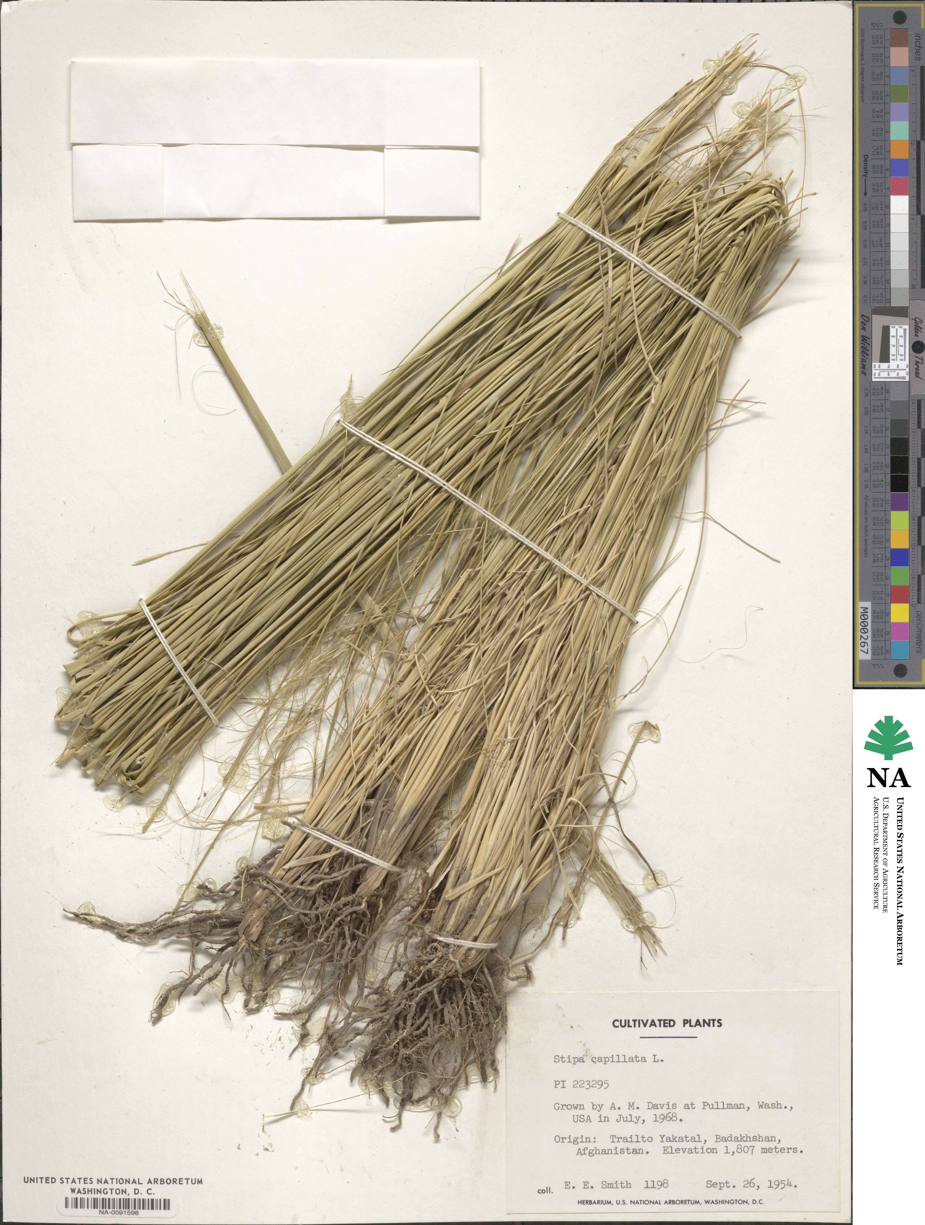 Stipa capillata image