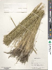 Stipa capillata image