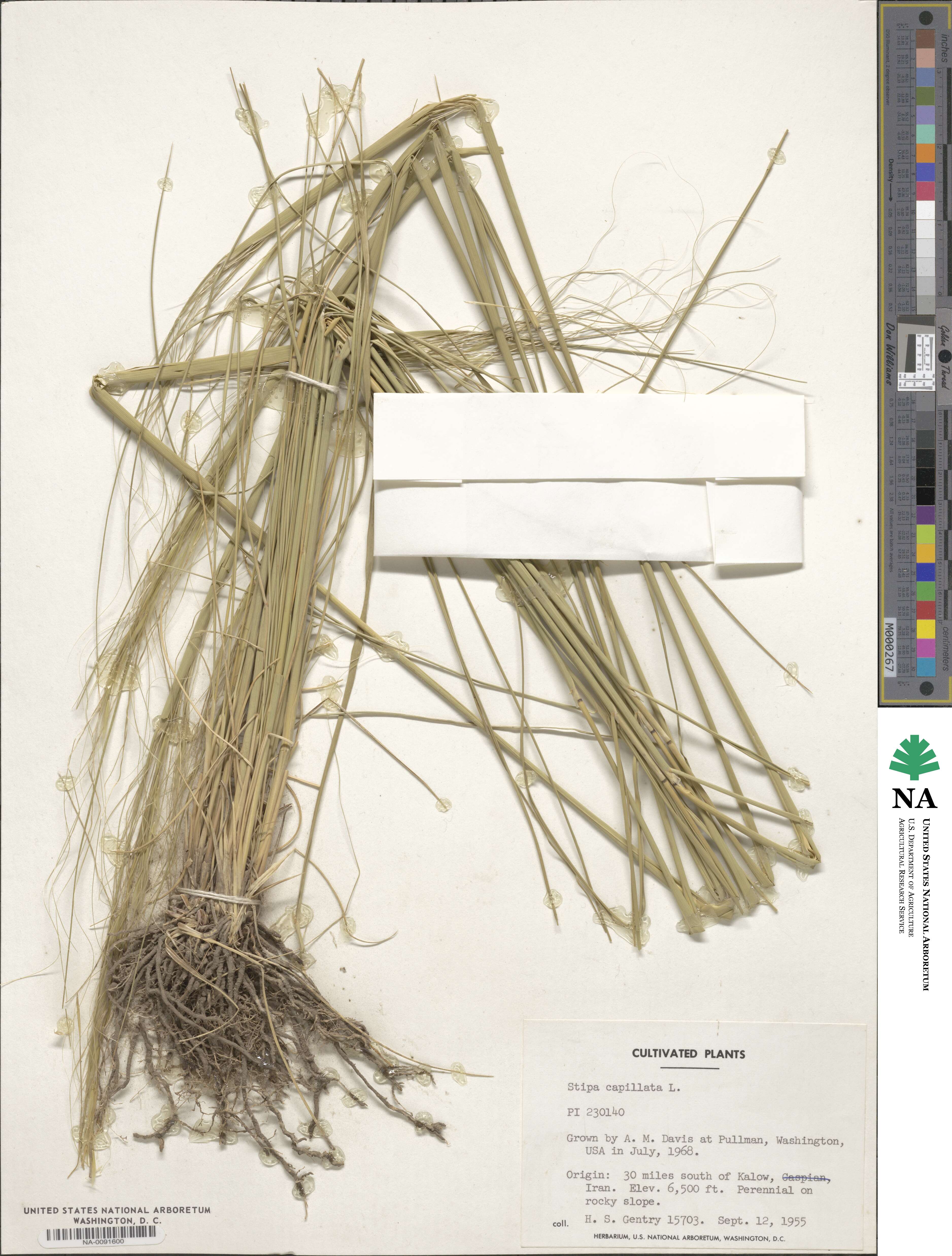 Stipa capillata image