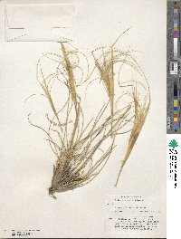 Image of Stipa caucasica