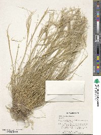 Stipa caucasica image