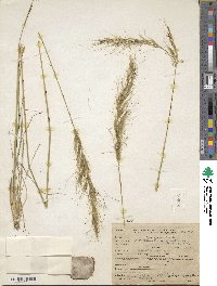 Eriocoma lemmonii image