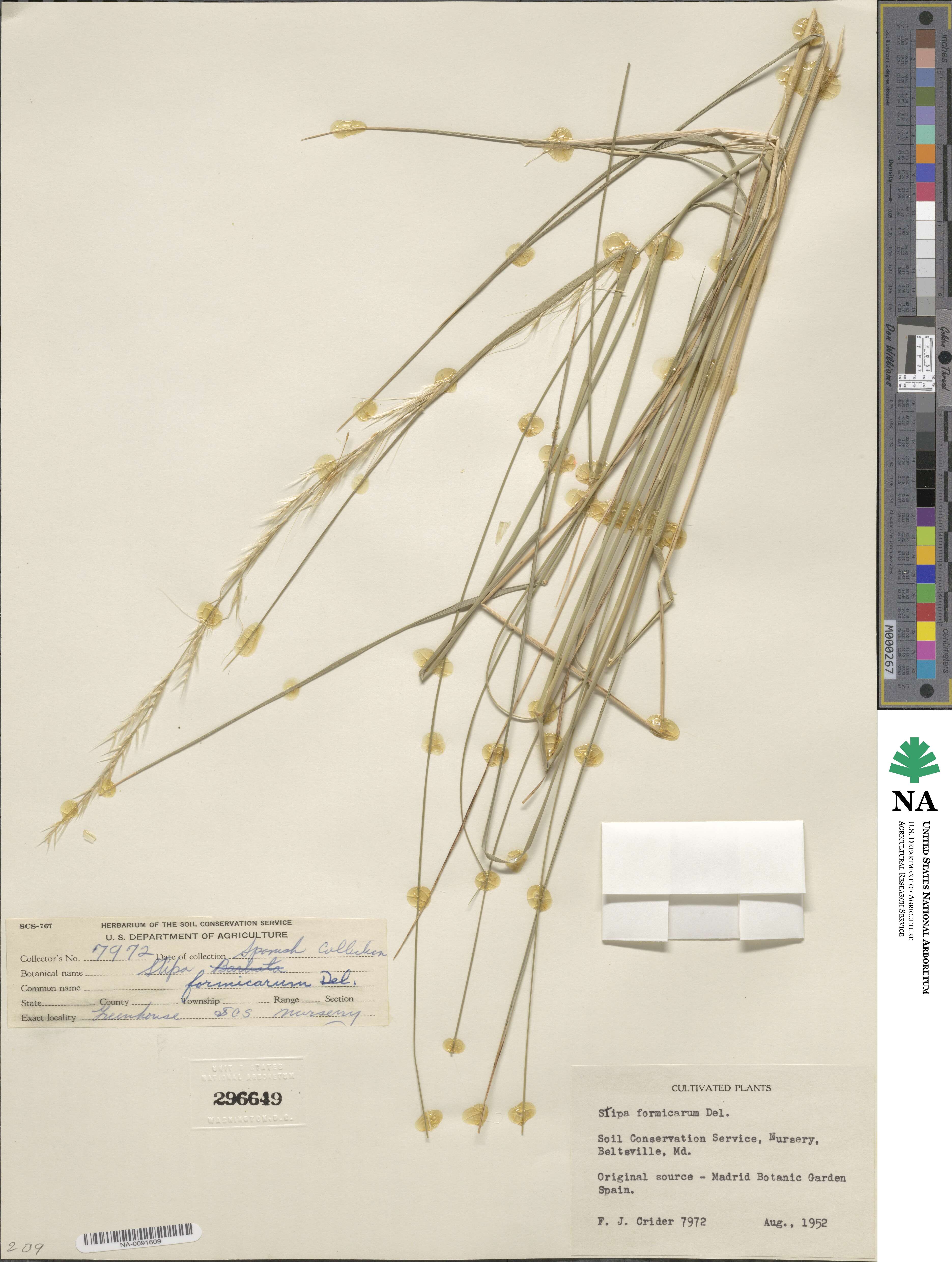 Nassella formicarum image