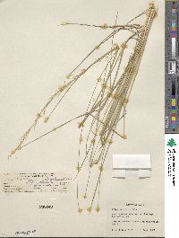 Nassella formicarum image