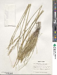 Stipa lagascae image