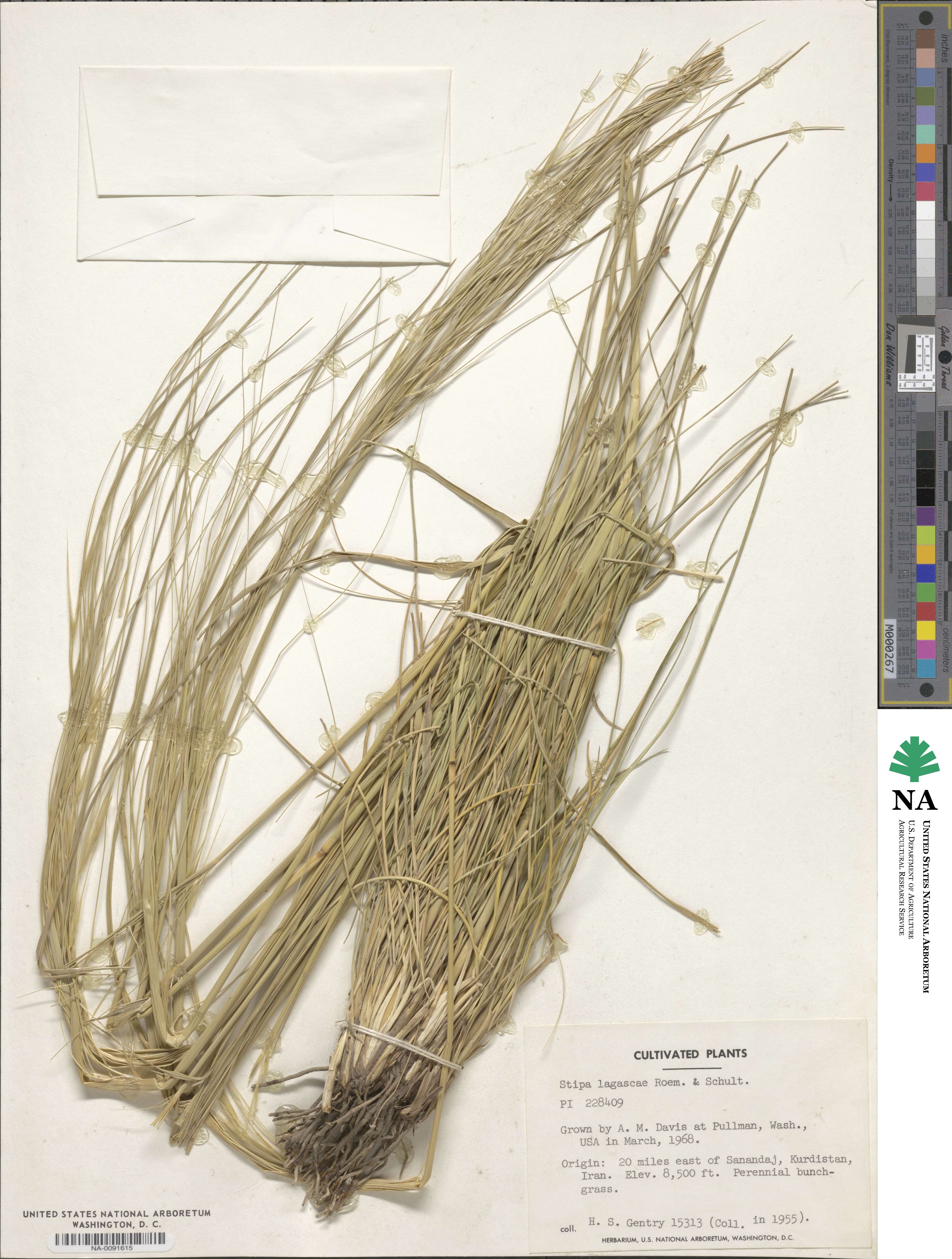 Stipa lagascae image