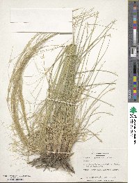 Stipa lagascae image