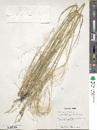 Stipa lagascae image