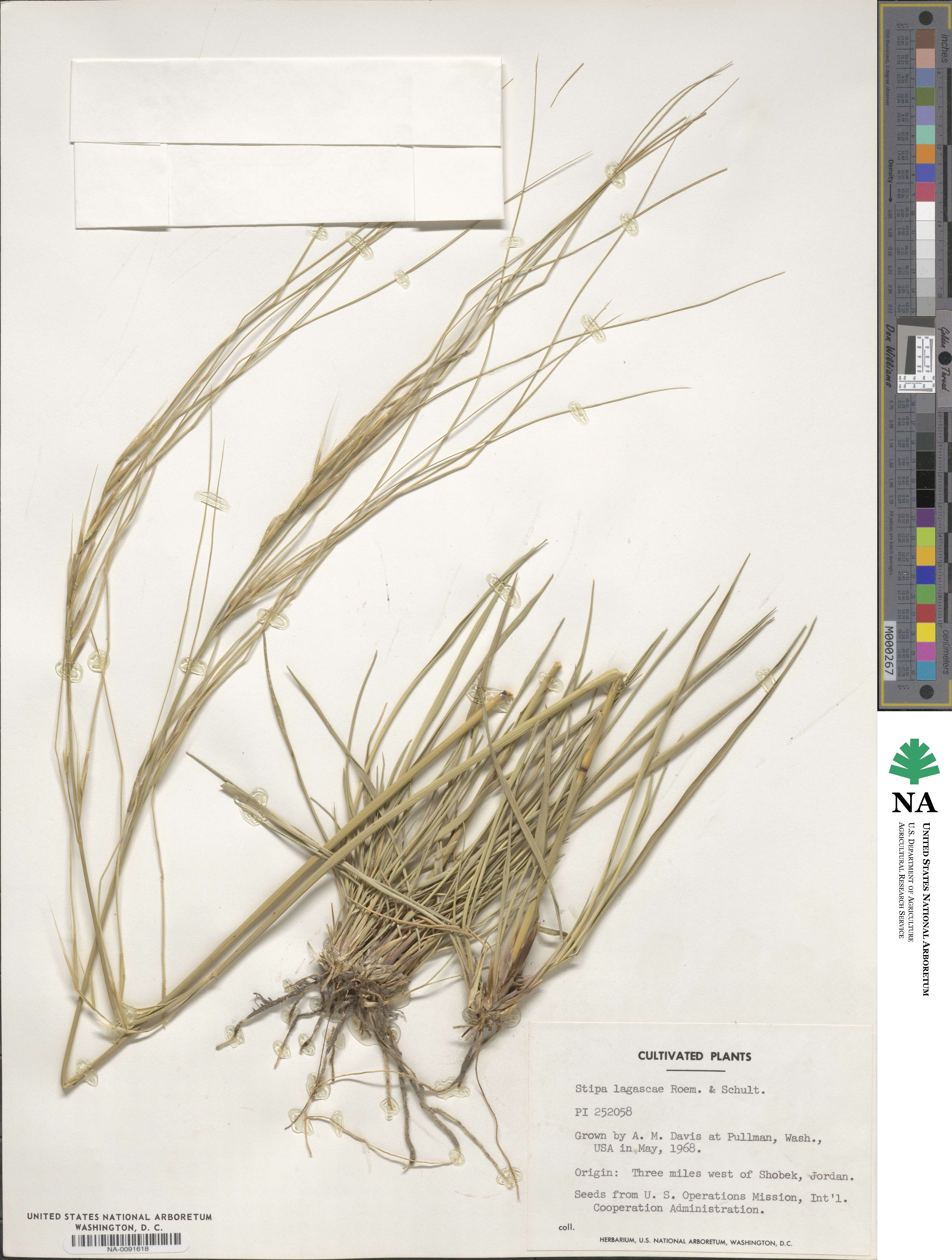 Stipa lagascae image