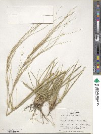 Stipa lagascae image