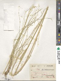 Stipa lagascae image