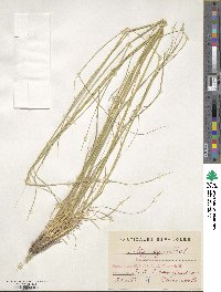 Stipa lagascae image