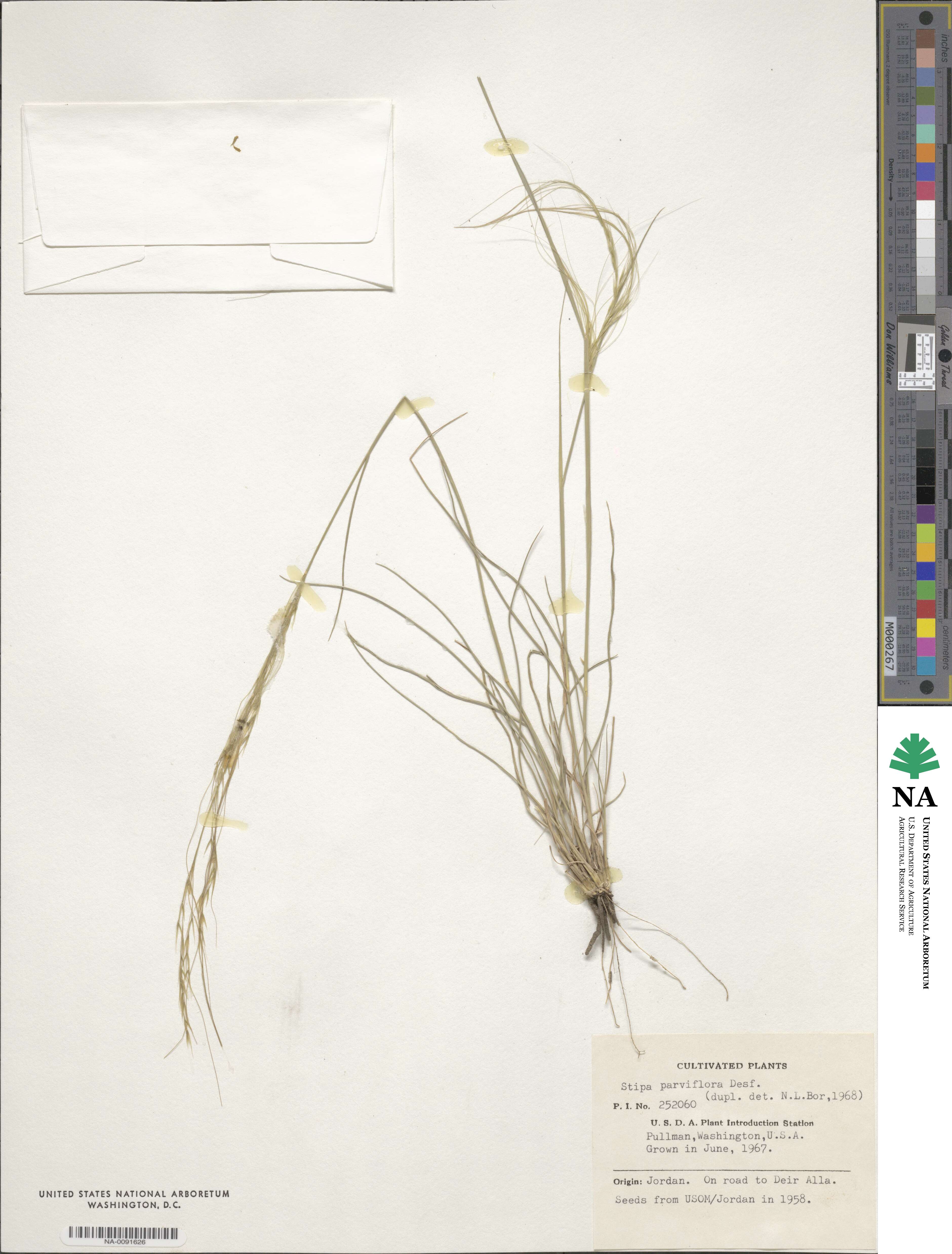 Stipa parviflora image