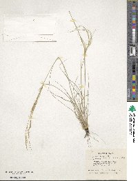 Stipa parviflora image