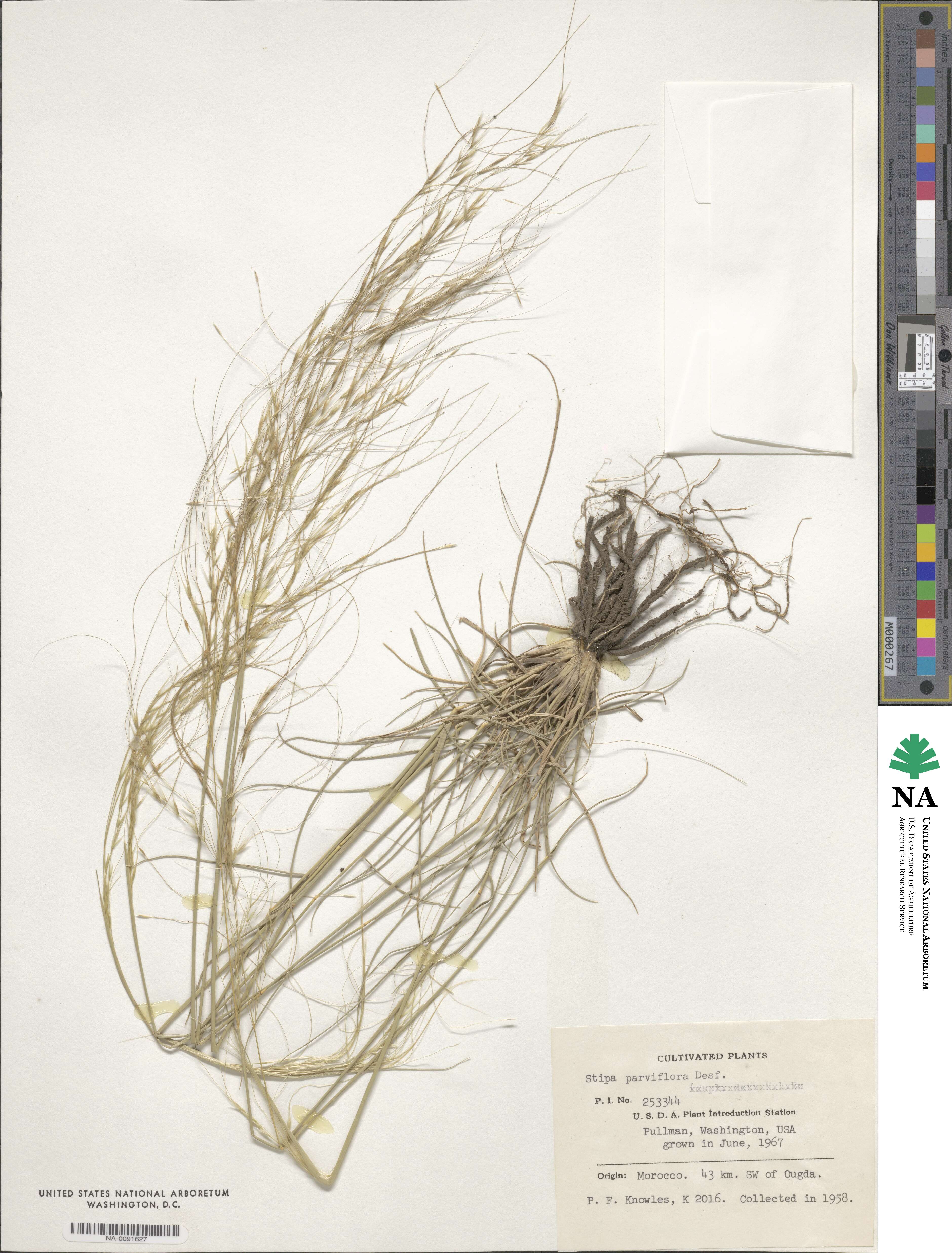 Stipa parviflora image