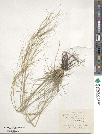 Stipa parviflora image