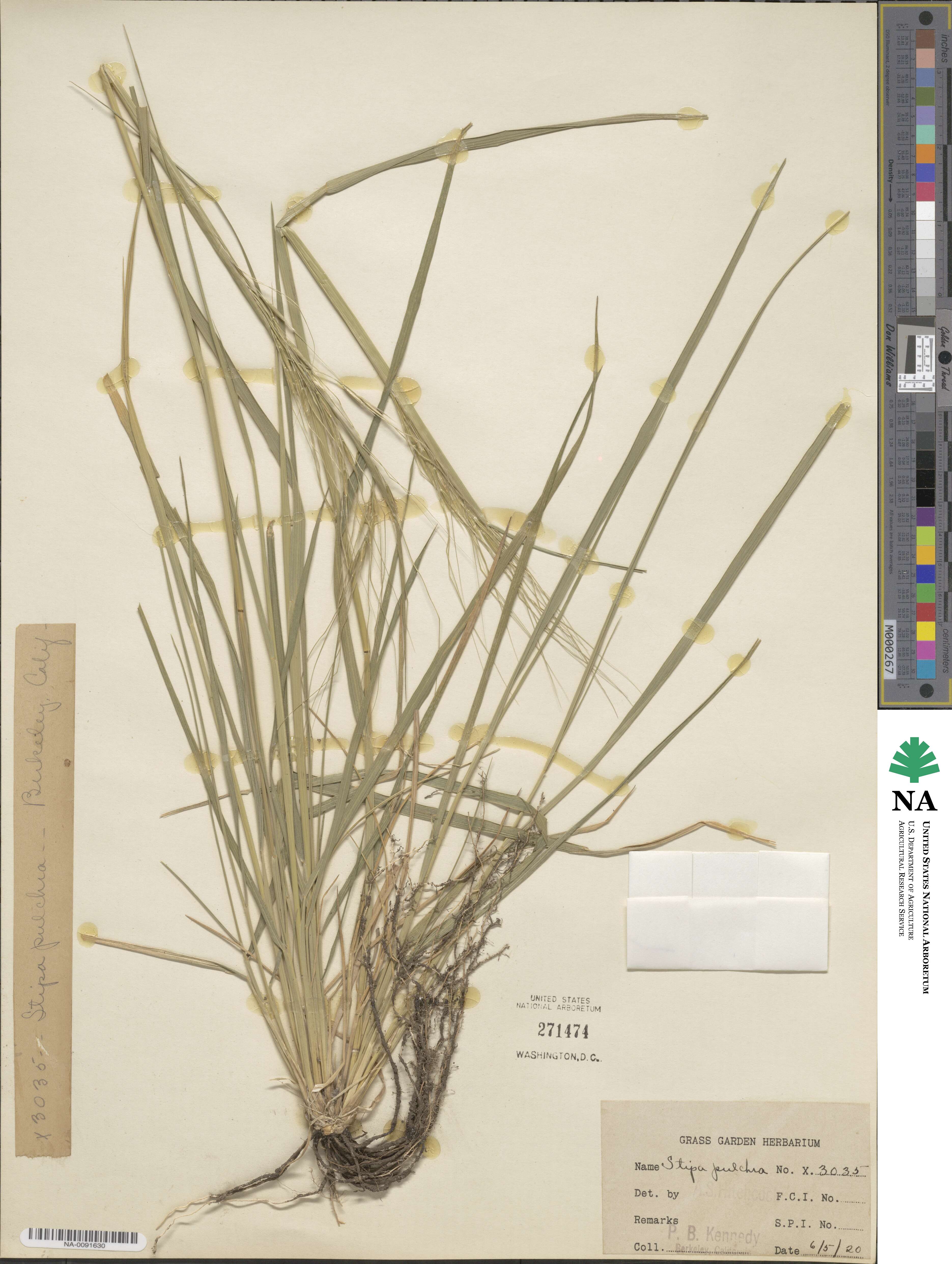 Nassella pulchra image