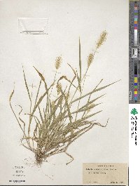 Setaria corrugata image