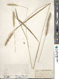 Setaria corrugata image