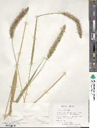 Setaria faberi image